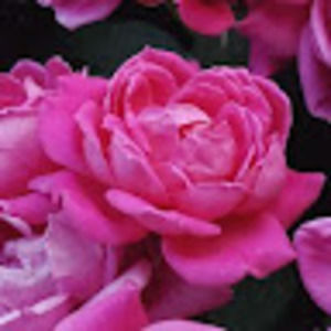 Meet your Posher, Michelle